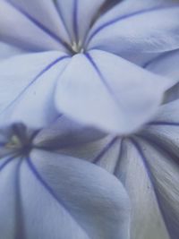 Close-up of purple flower