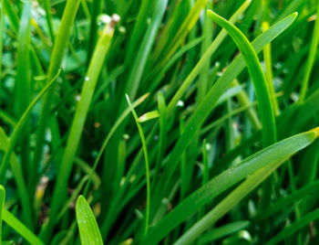 Full frame shot of dew on grass