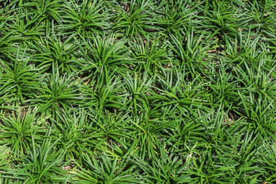 Full frame shot of plants in garden