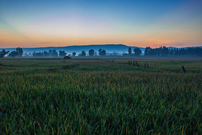 Scenic view of agricultural field against sky during sunset