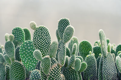 Close-up of prickly pear cactus