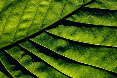 Macro shot of green leaves