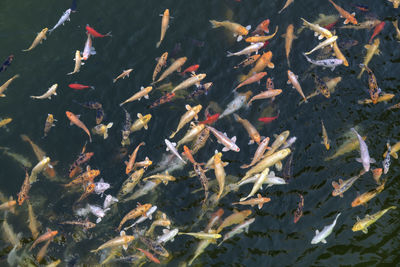 Koi carp swimming in water