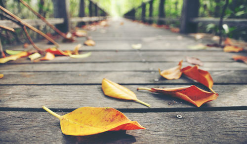 Close-up of autumn leaves on wooden table