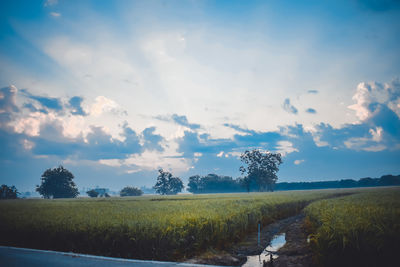 Scenic view of agricultural field against sky