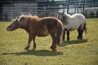 Horses in the field
