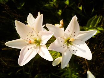 Close-up of fresh white flowers