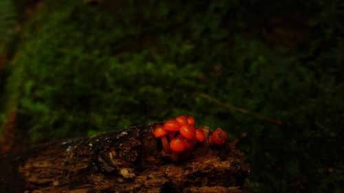 Close-up of red mushrooms growing on tree