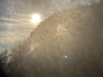 Sunlight streaming through plants on field during sunset