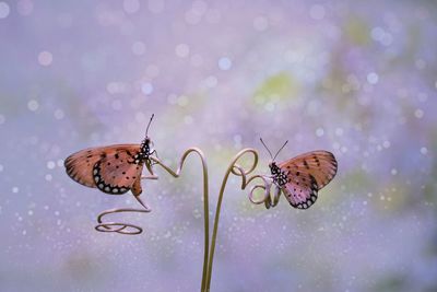 Close-up of butterfly on plant