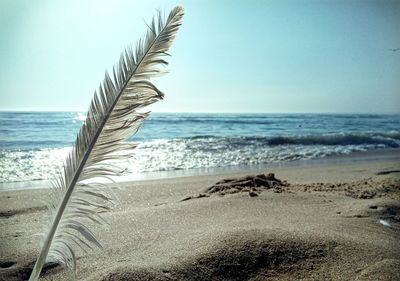 Close-up of driftwood on beach against clear sky