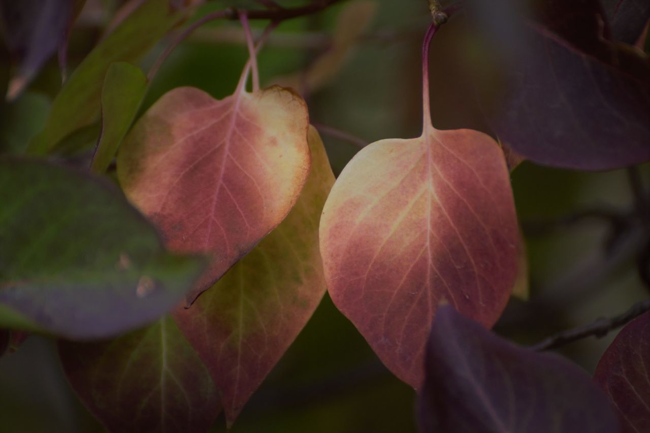 CLOSE-UP OF FRESH LEAVES ON BRANCH