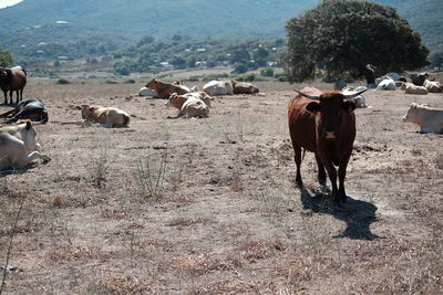 Horses on field against mountains