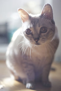 Close-up portrait of cat