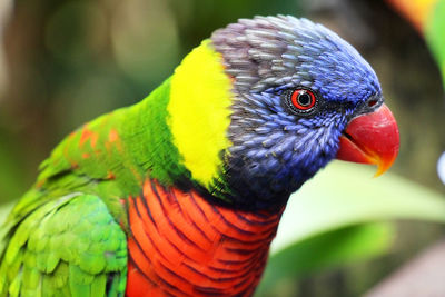 Close-up portrait of a captive rainbow lorikeet - trichoglossus haematodus - in florida.