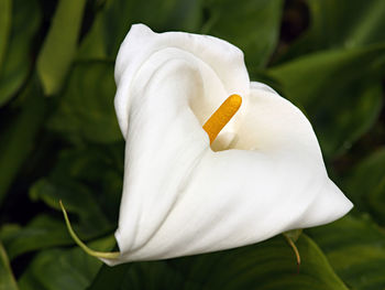 Close-up of white flower blooming outdoors