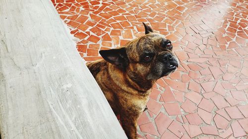 High angle portrait of dog looking away