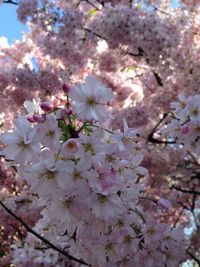 Low angle view of pink flowers blooming on tree