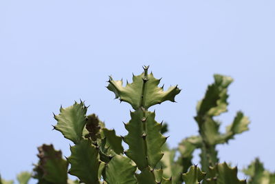 Low angle view of leaves against clear blue sky