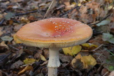 Close-up of fly agaric mushroom on field