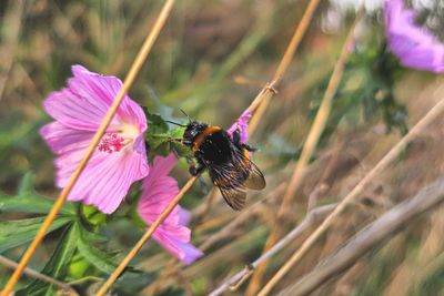 Close-up of bee on pink flower