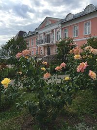 Flowers blooming in lawn