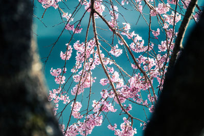 Low angle view of cherry blossoms against sky