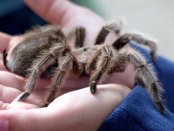 Close-up of person holding hands