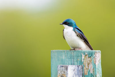 Close-up of bird perching outdoors