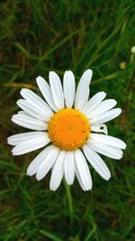 Close-up of white flower blooming on field