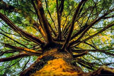Low angle view of trees in forest against sky