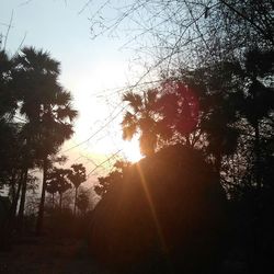 Sun shining through trees