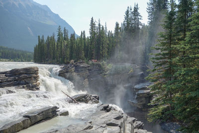 Scenic view of waterfall in forest