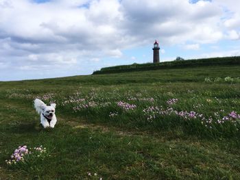 Dog running on grassy field against cloudy sky