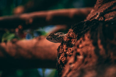 Close-up of lizard on tree trunk