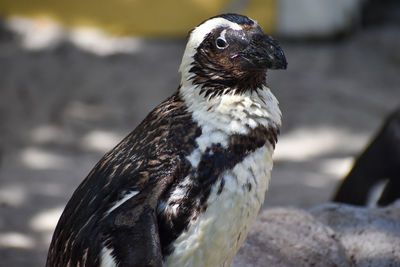 Close-up african penguin with ruffled feathers drying on shore