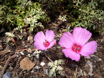 Close-up of pink flower
