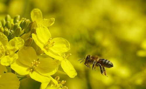 Close-up of bee pollinating on yellow flower