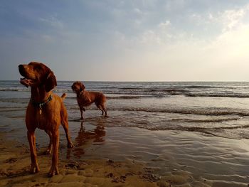 Dog standing on beach against sky during sunset