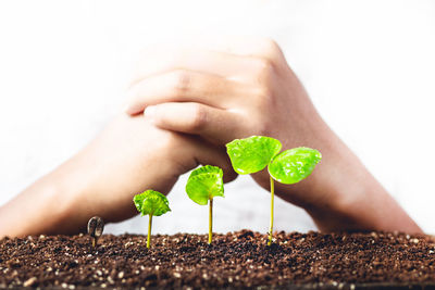 Cropped image of seedlings with hands clasped over white background
