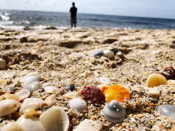 Close-up of shells on beach