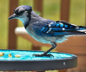 Close-up of bird perching on wood