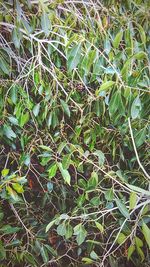 Plants growing on field