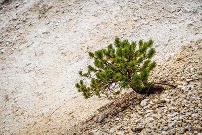 Close-up of plant growing on rock against wall