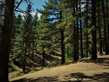 Road amidst trees in forest