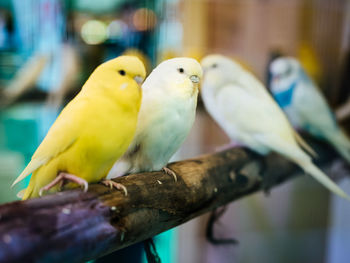 Close-up of parrot perching