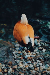 View of a bird on rock