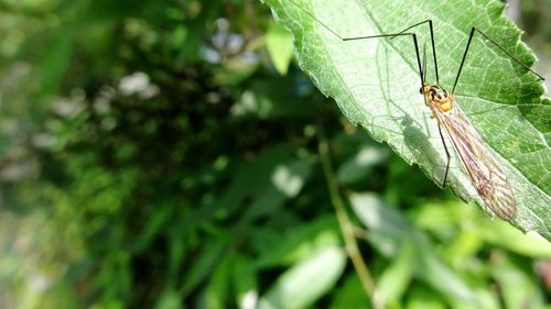 Close-up of insect on plant