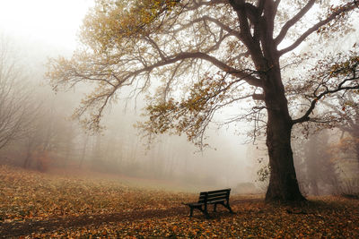 Empty bench in park during autumn