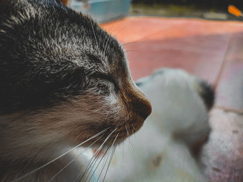 Close-up of a cat looking away